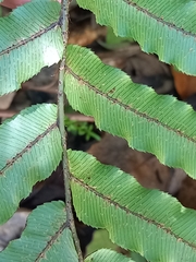 Blechnum montanum