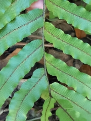 Blechnum montanum