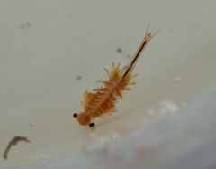 Eubranchipus oregonus