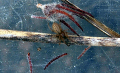 Trachelidae