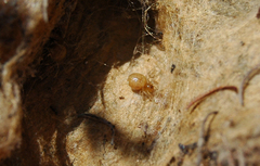 Stegodyphus dumicola
