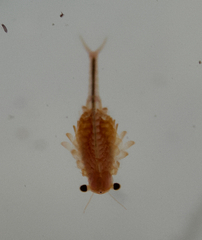 Eubranchipus oregonus