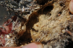 Stegodyphus dumicola