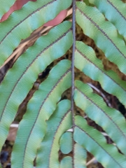 Blechnum montanum
