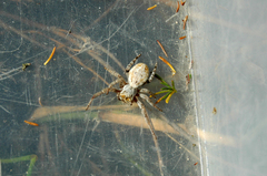 Stegodyphus dumicola