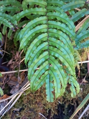 Blechnum montanum