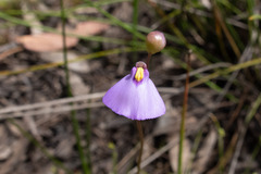 Utricularia barkeri