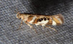 Aristotelia elegantella