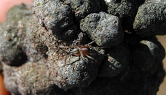 Trachelidae