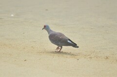 Columba guinea