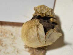 Scleroderma texense