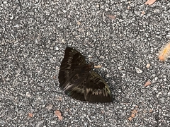 Euthalia monina monina