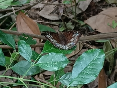 Euthalia monina monina