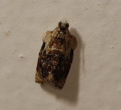 Acroceuthes metaxanthana