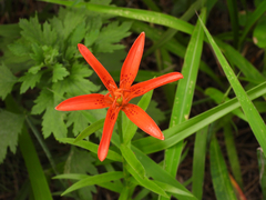 Lilium concolor