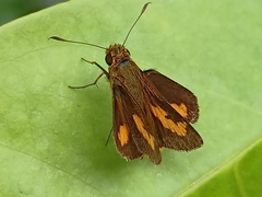 Oriens paragola
