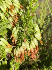 Erica intermedia