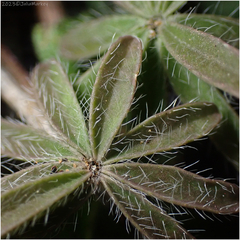 Lupinus sparsiflorus