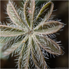 Lupinus sparsiflorus