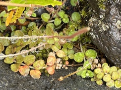 Epilobium brunnescens