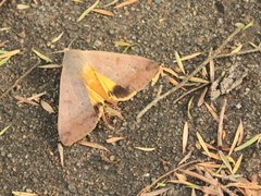 Ophiusa disjungens