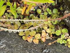 Epilobium brunnescens