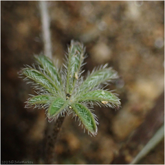 Lupinus sparsiflorus