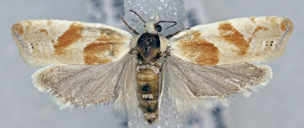 Eucosma setonana