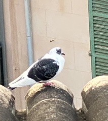 Columba livia domestica