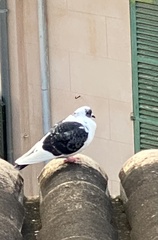Columba livia domestica