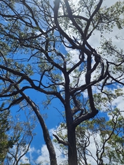 Eucalyptus capitellata