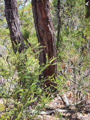Eucalyptus capitellata
