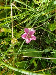 Convolvulus angustissimus