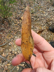 Eucalyptus capitellata