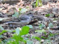 Motacilla alba