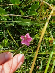 Convolvulus angustissimus