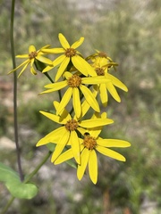 Senecio velleioides