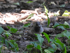 Motacilla alba
