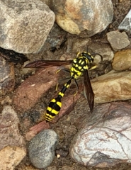 Phimenes flavopictus