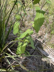 Senecio velleioides