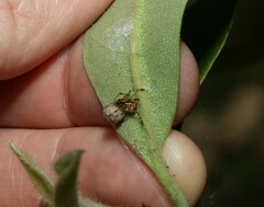 Theridion pyramidale