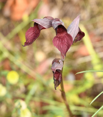 Serapias cordigera