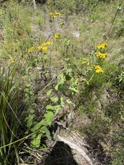 Senecio velleioides