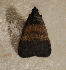 Hydrillodes funestalis