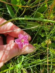 Convolvulus angustissimus