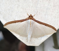 Cydalima laticostalis