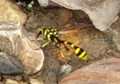 Phimenes flavopictus