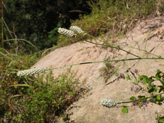 Sanguisorba applanata