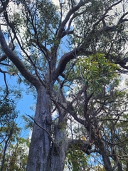 Eucalyptus umbra