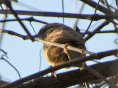 Thryothorus ludovicianus